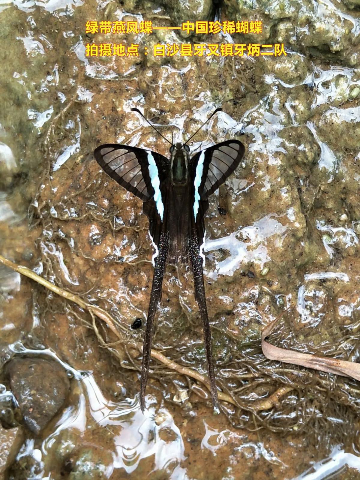 看到黑色蝴蝶代表什么,看到黑色的蝴蝶是什么预兆