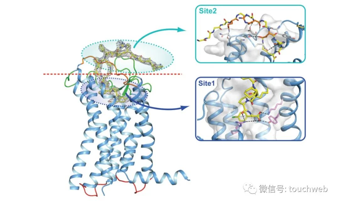 纭曡开鐢熺墿鑾峰緱铻嶈祫,纭曡开鐢熺墿鑲＄エ