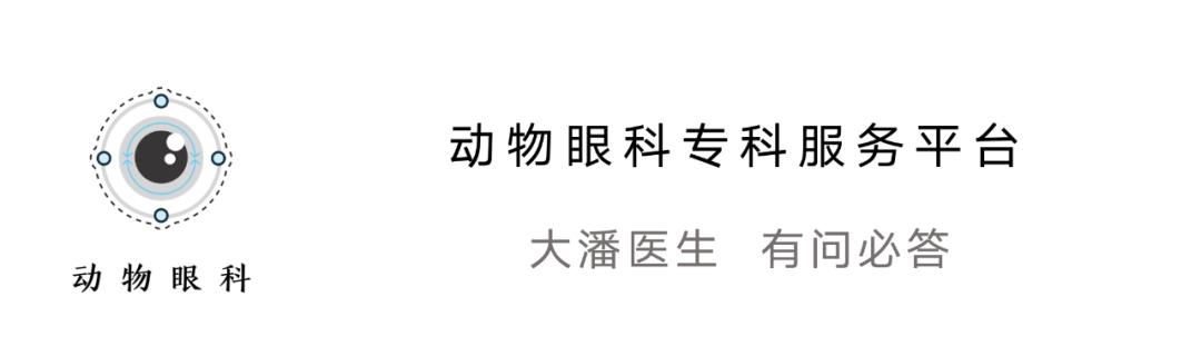 狗狗眼睛红肿能自愈吗吃什么药,狗眼睛红肿充血怎么治疗