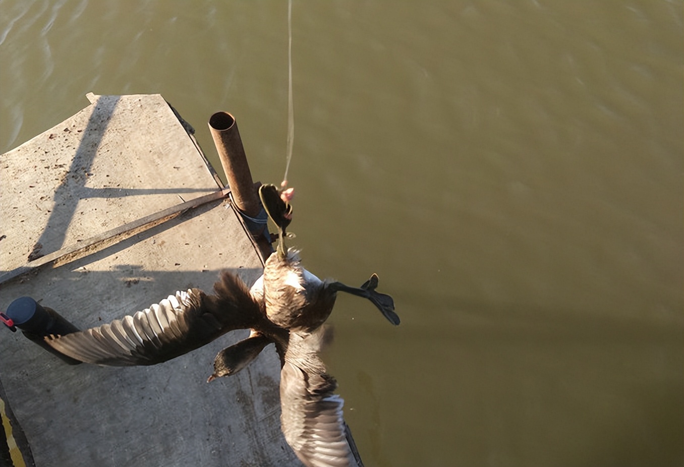 狗也有早口？盘点那些野钓大神钓起来的“天上飞地上走”