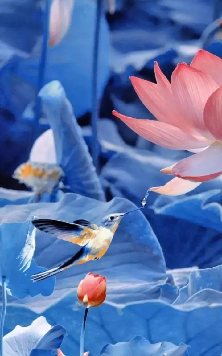 荷花壁纸手机超清全面屏,荷花千瓣莲唯美高清大图壁纸