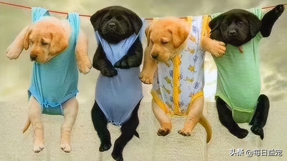 关于狗狗绝育的那些事儿：母狗绝育后还会来月经吗？