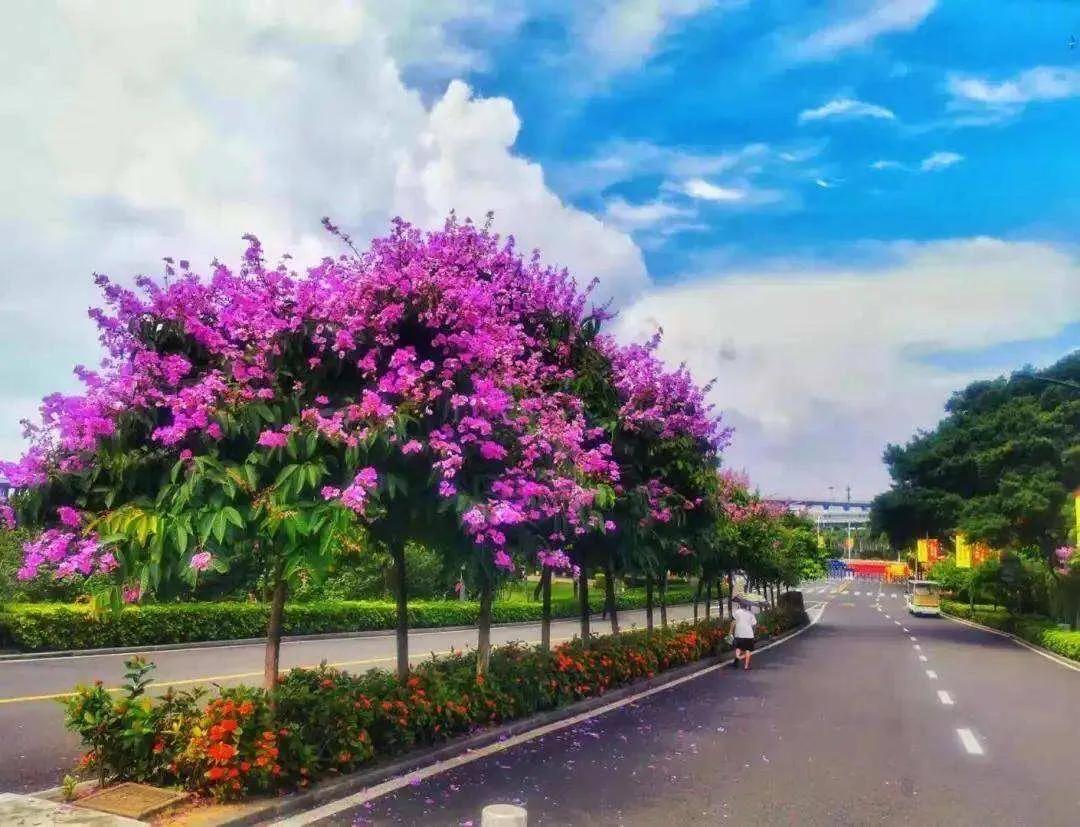 大花紫薇枝叶,紫薇大花的照片