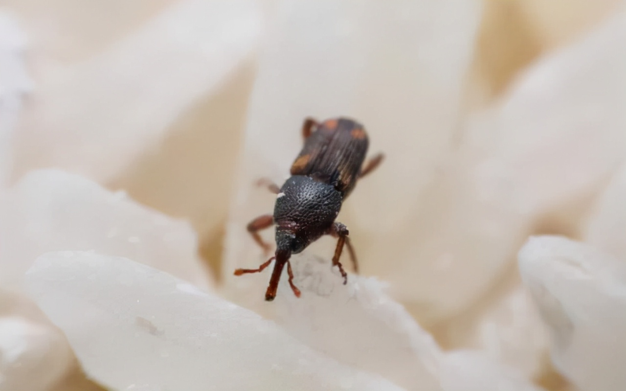 米里有特别小的虫子是什么,一袋米里面有虫子爬来爬去