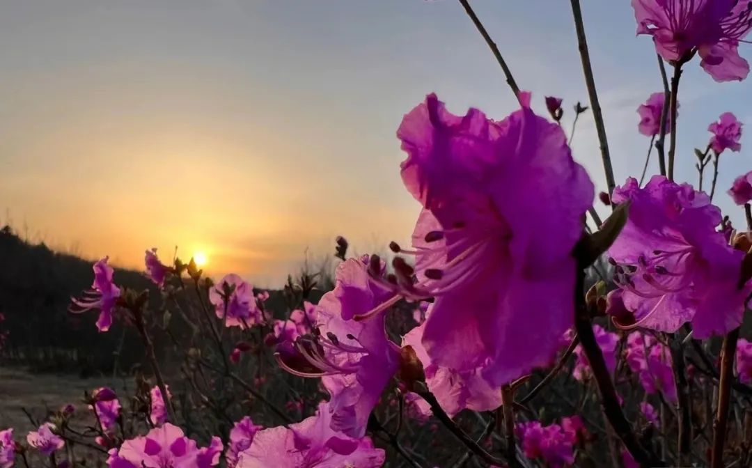 花漾一站式,花漾图们一站式体验春日浪漫