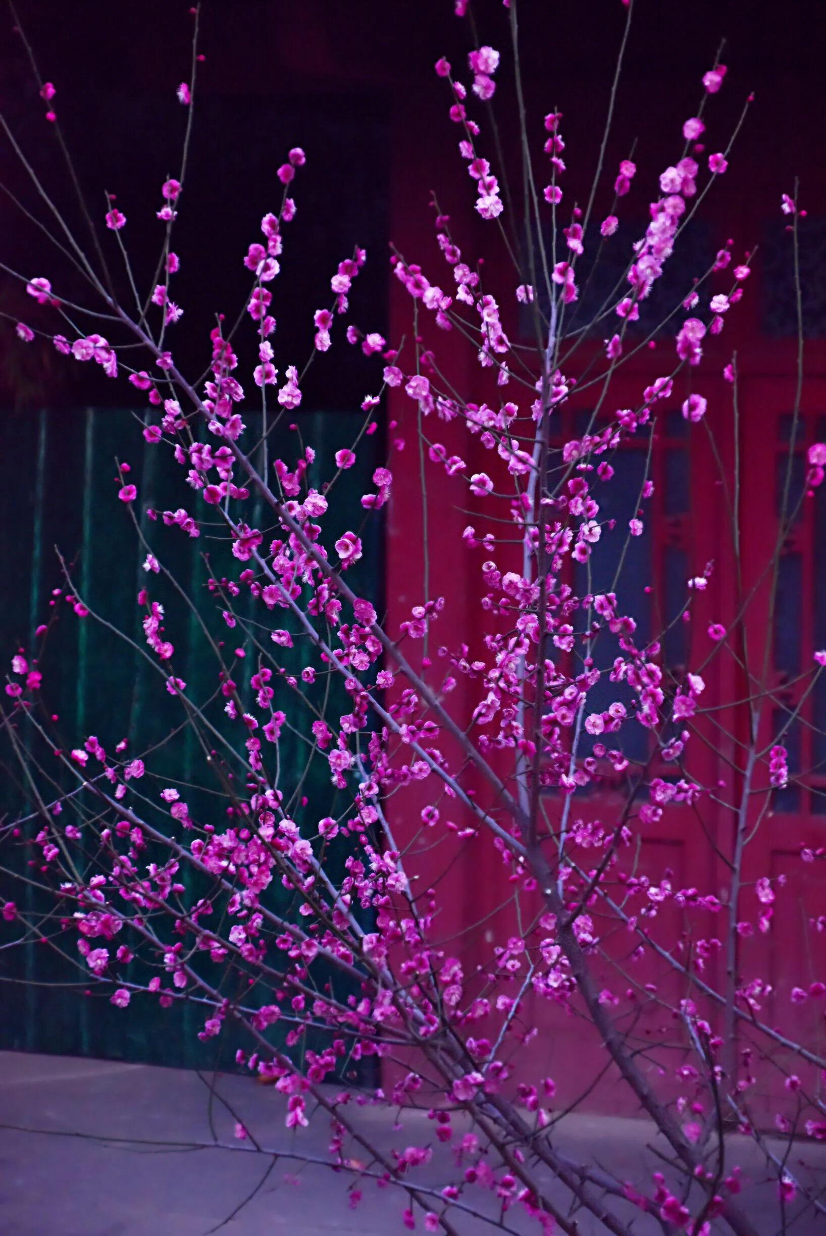 花卉摄影秋日的浪漫,花卉摄影春暖梅花开