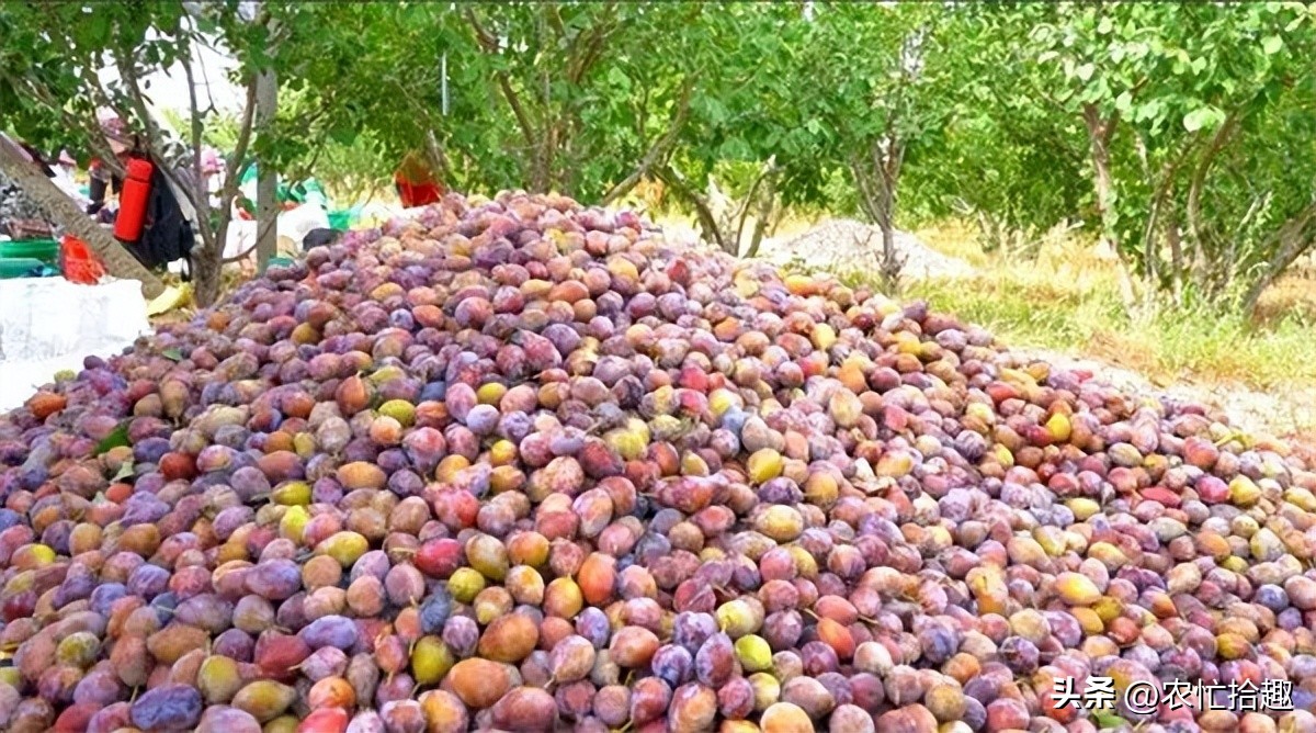 一斤20元跌到4元，跟风种到凉凉，如今又遇早采，消费者不买账