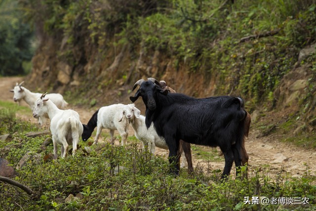 为什么穷不养牛富不养羊,为什么说穷人养羊富人养牛