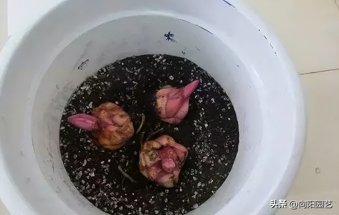 盆栽的百合花怎么养才多开花,庭院种百合花应注意些什么