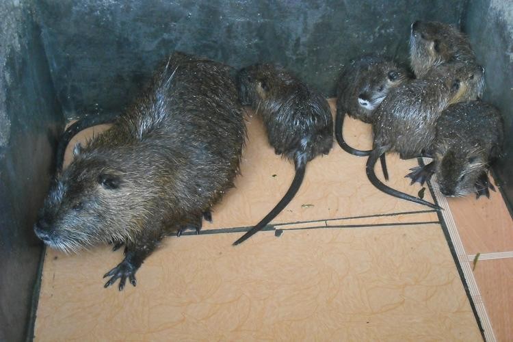 国内惊现巨型老鼠,上海巨型老鼠