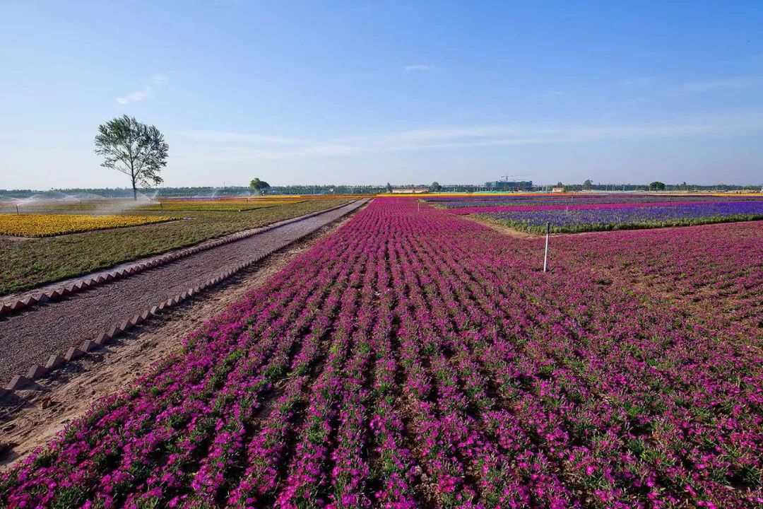 乡村振兴战略赋能十大模式和案例,乡村振兴产业振兴案例
