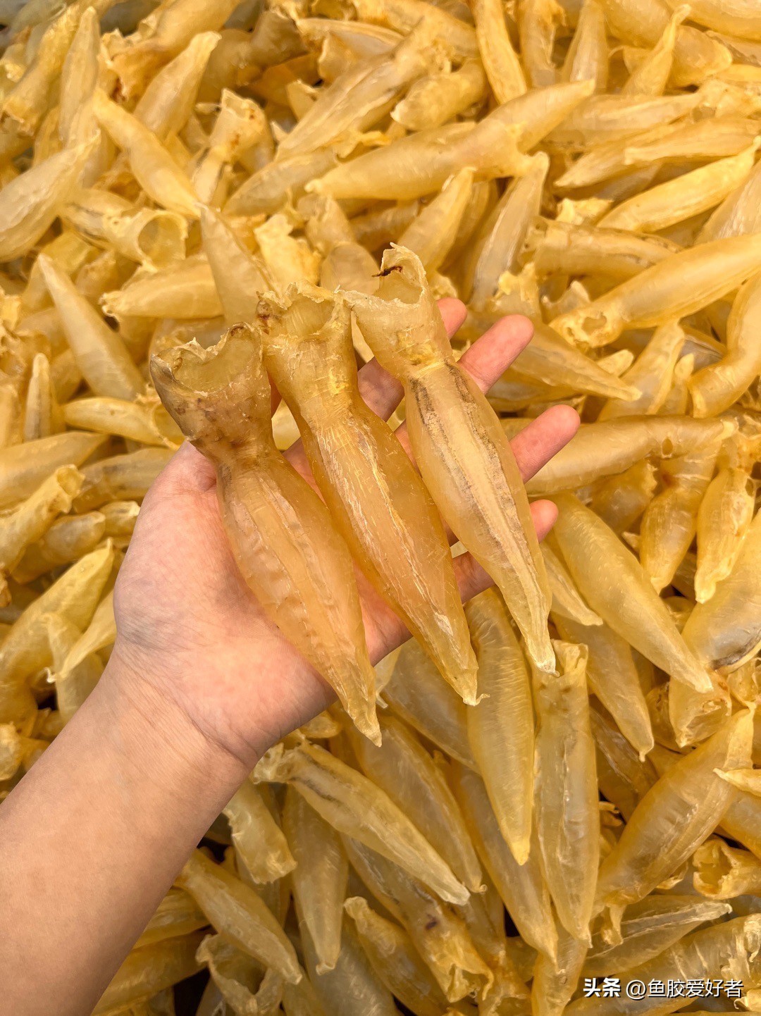 鱼胶是否智商税,鱼胶到底值不值得买