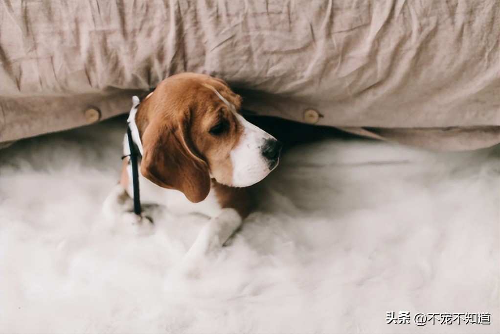 狗狗低烧会流眼屎吗,狗狗发低烧怎么办