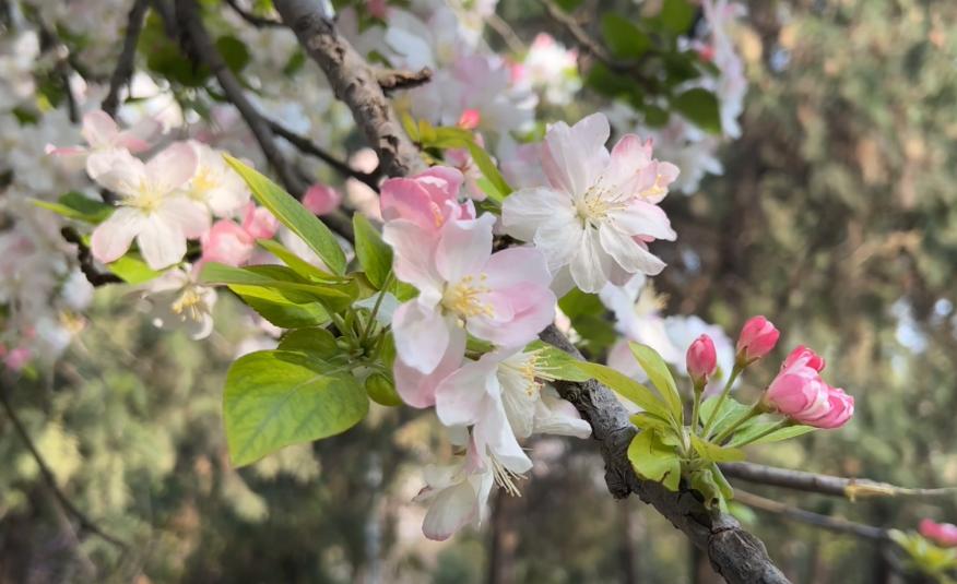 郑州踏青赏花全攻略,郑州最适合踏青赏花的地方