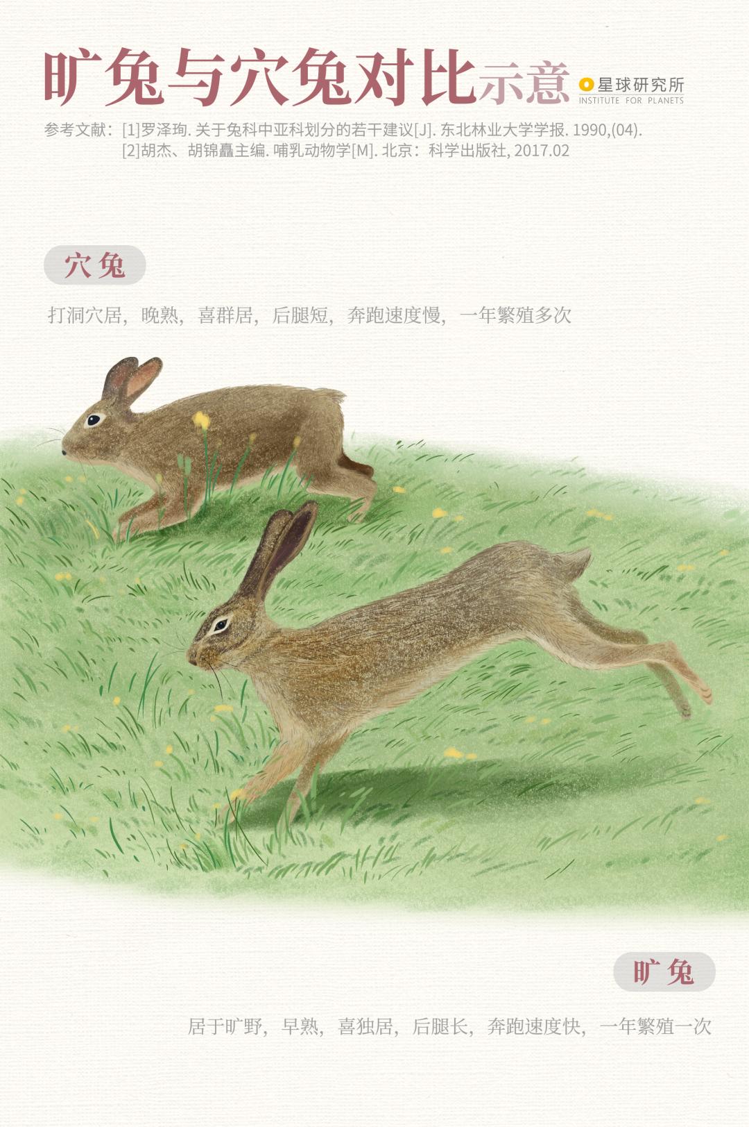 兔年来了,兔年来了怎么样