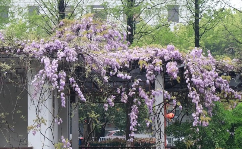 12月南京有哪些免费景点,南京市民免费旅游景点