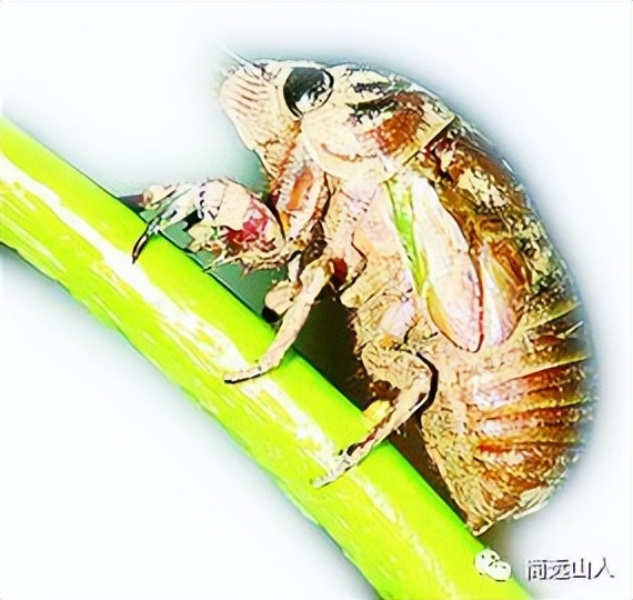 捉知了童年趣事作文350字,儿时捉知了的那些趣事