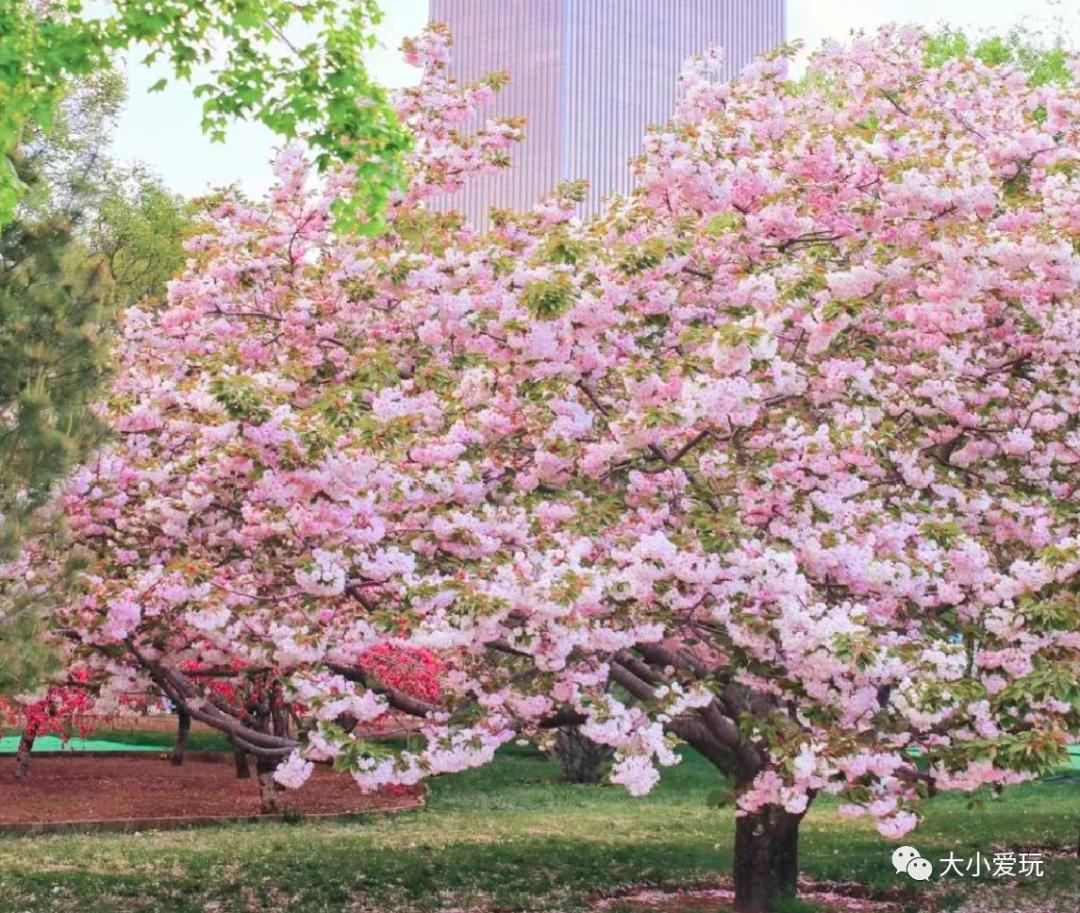 超级美的樱花美景全景,浪漫樱花海美景图