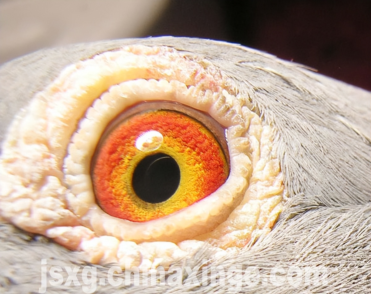 哈密超远程冠军信鸽图片,超远程赛鸽纪录