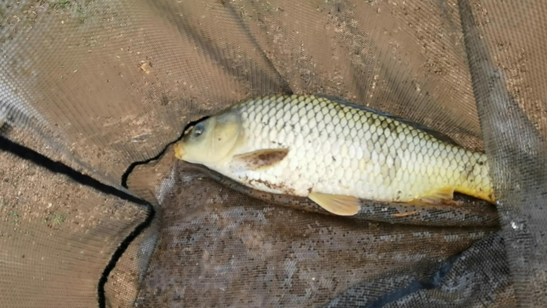 天目湖库钓大赛,昆明呈贡杨官庄水库