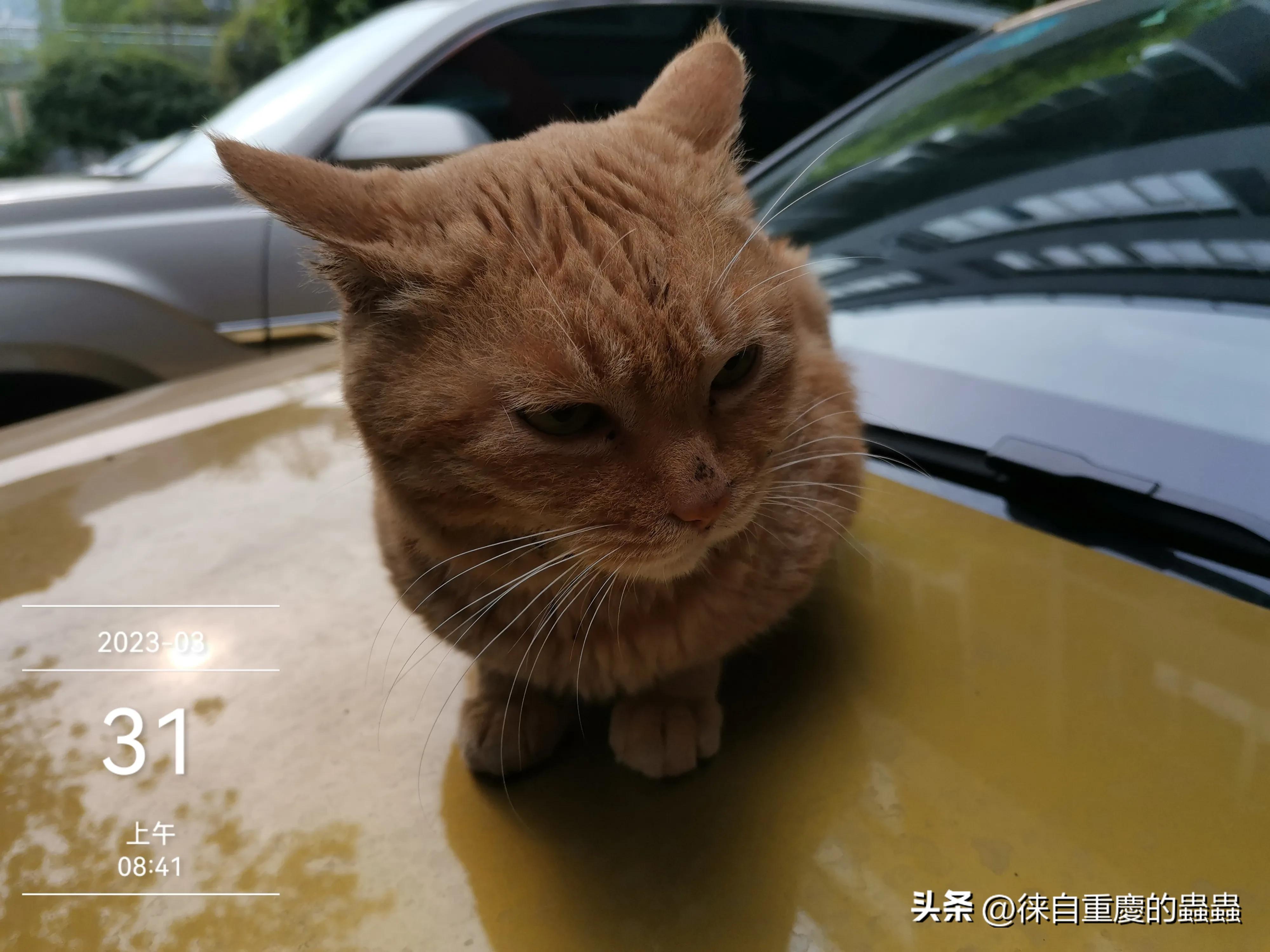 正在愁文章没有阅读量的朋友今天晚上何不到大街上压压马路