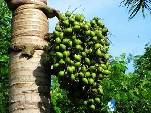 吃冰槟榔的危害,槟榔加酒的危害