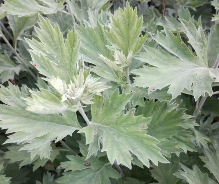 药用艾叶和食用艾叶识别,带你识别艾叶图片