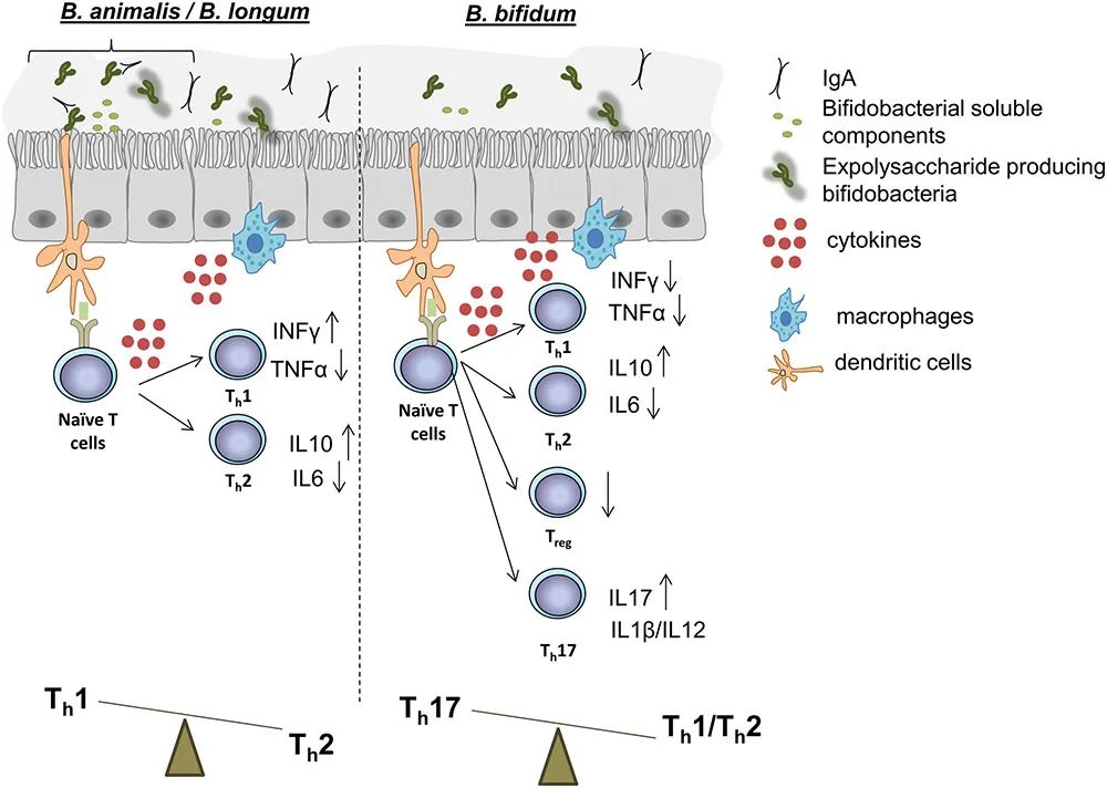 肠道双歧杆菌的功效及作用,双歧杆菌属于肠道的有益菌吗