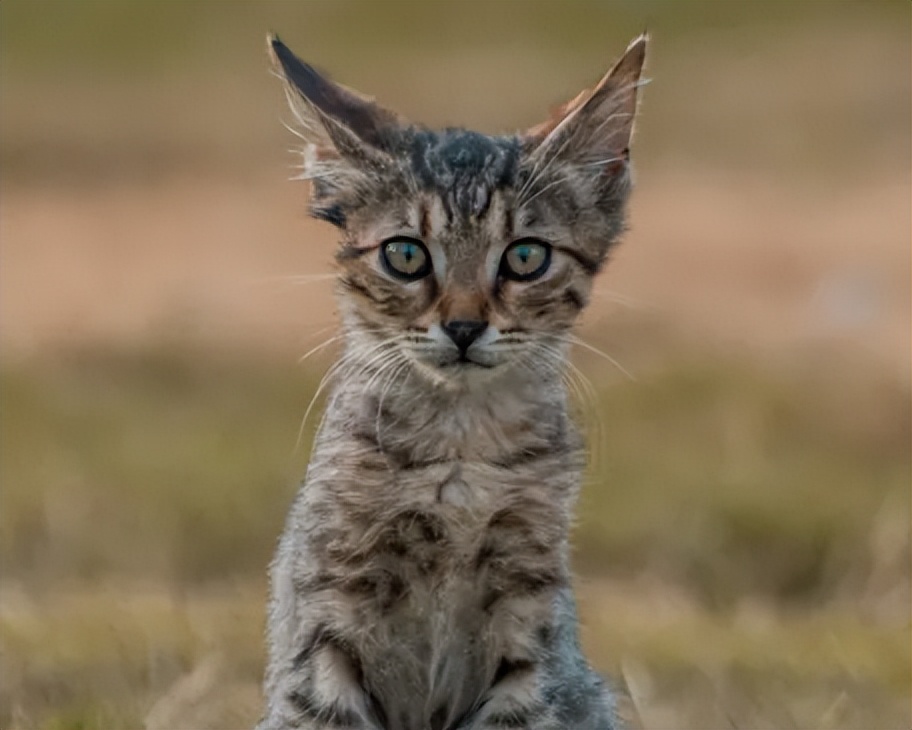 袖虎宠物店,深圳袖虎宠物店可靠吗
