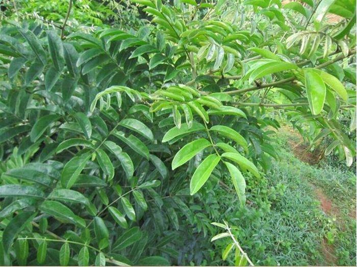 巴戟天千斤拔牛大力泡酒功效作用,千斤拔牛大力巴戟天杜仲泡酒功效