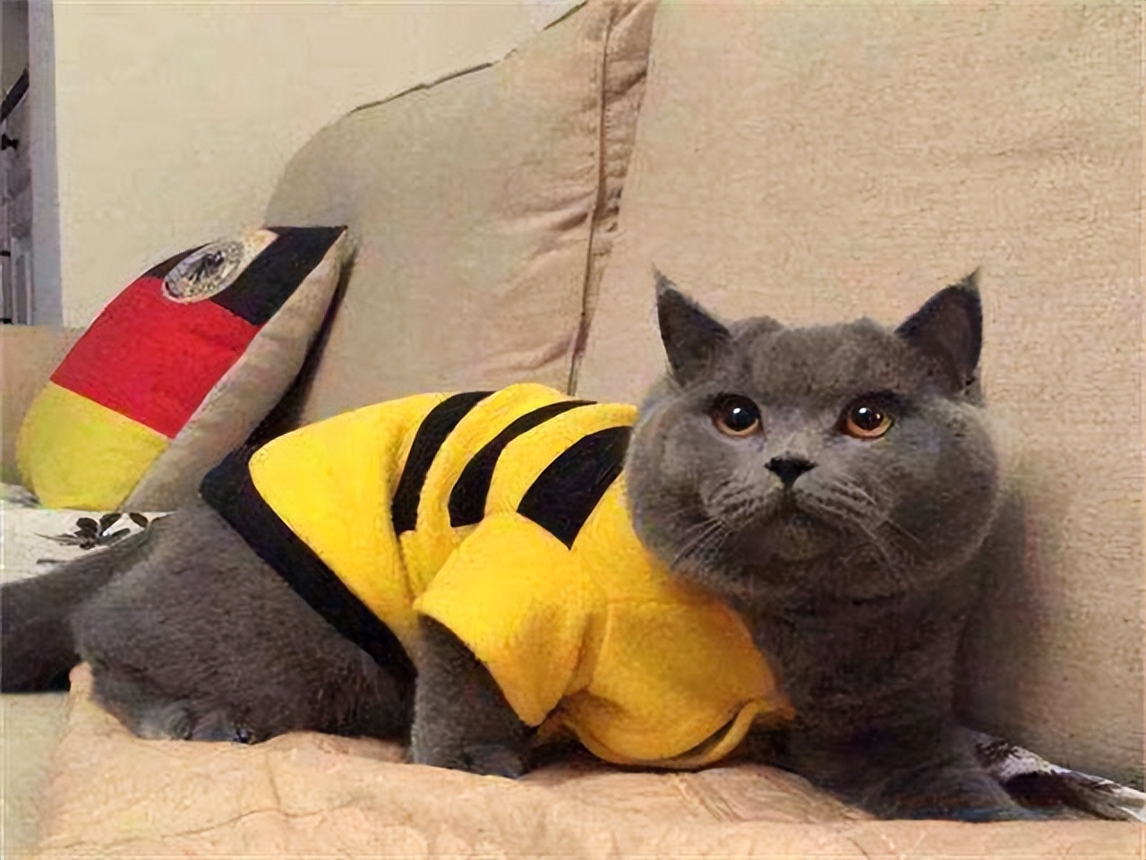 为什么说蓝猫笨,为什么蓝猫突然不值钱了