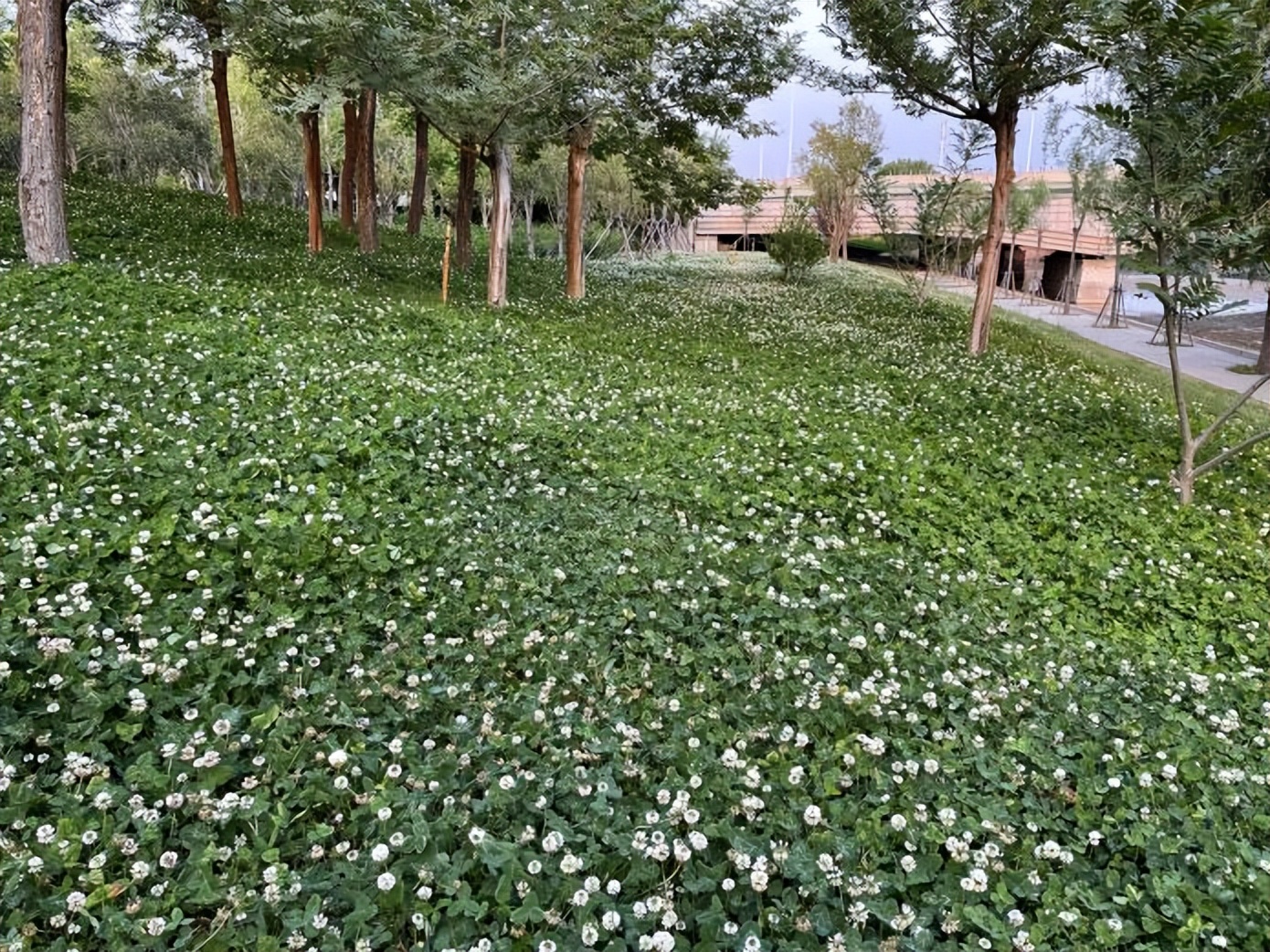 景观草坪如何搭配,庭院景观草坪种类