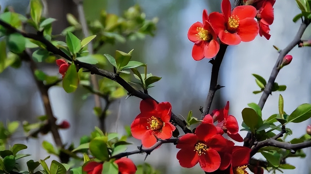 150种常见药用植物大全,150余种常见药用植物花期组图