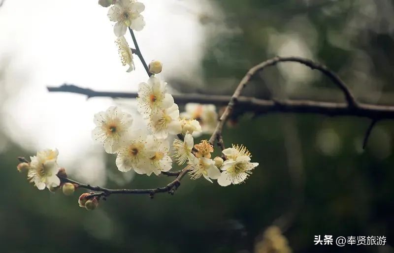 赏梅胜地梅园,赏梅好时节