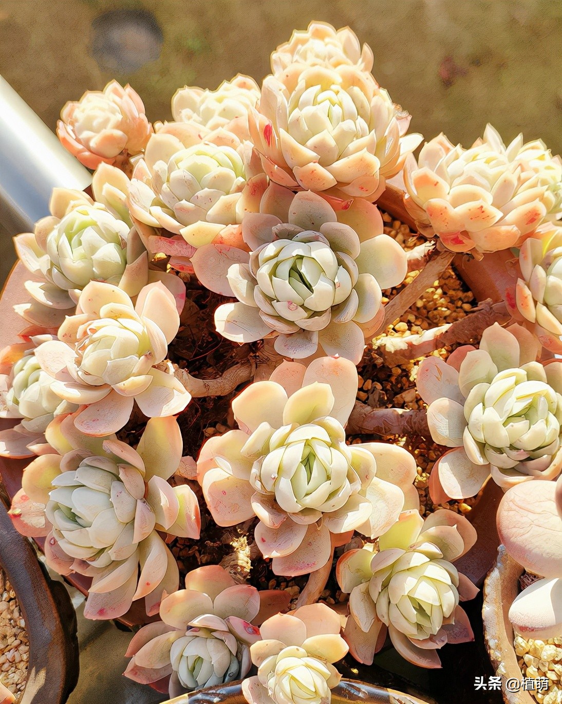 冰梅什么品种最好养,小叶冰梅都可以养出特别好的色吗