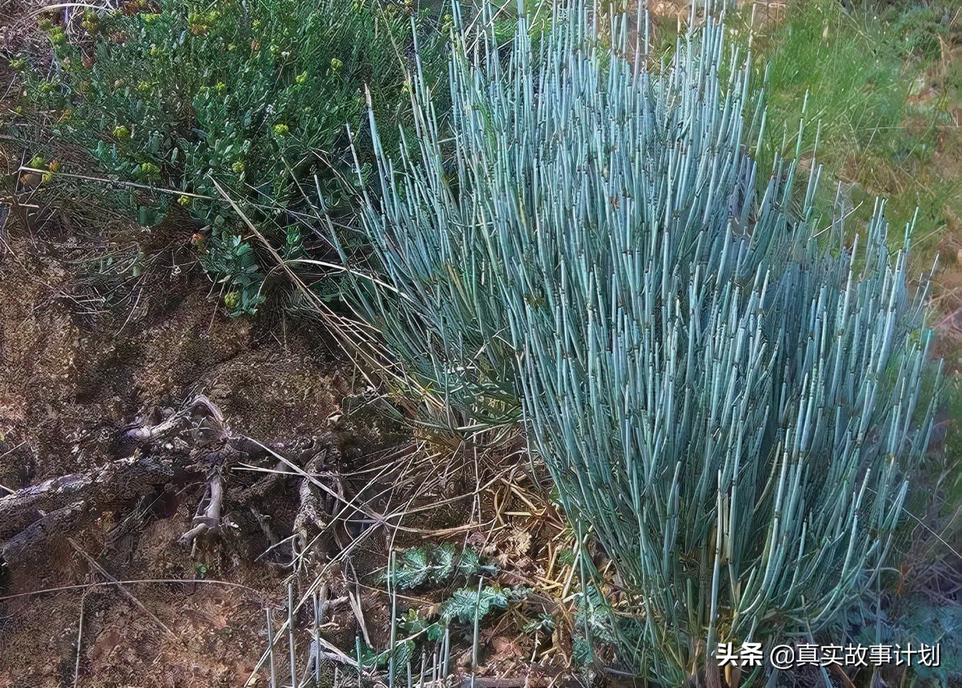 缅甸来的*品毒**大师,靠技术入股,被警方盯上了|金三角*底卧**014