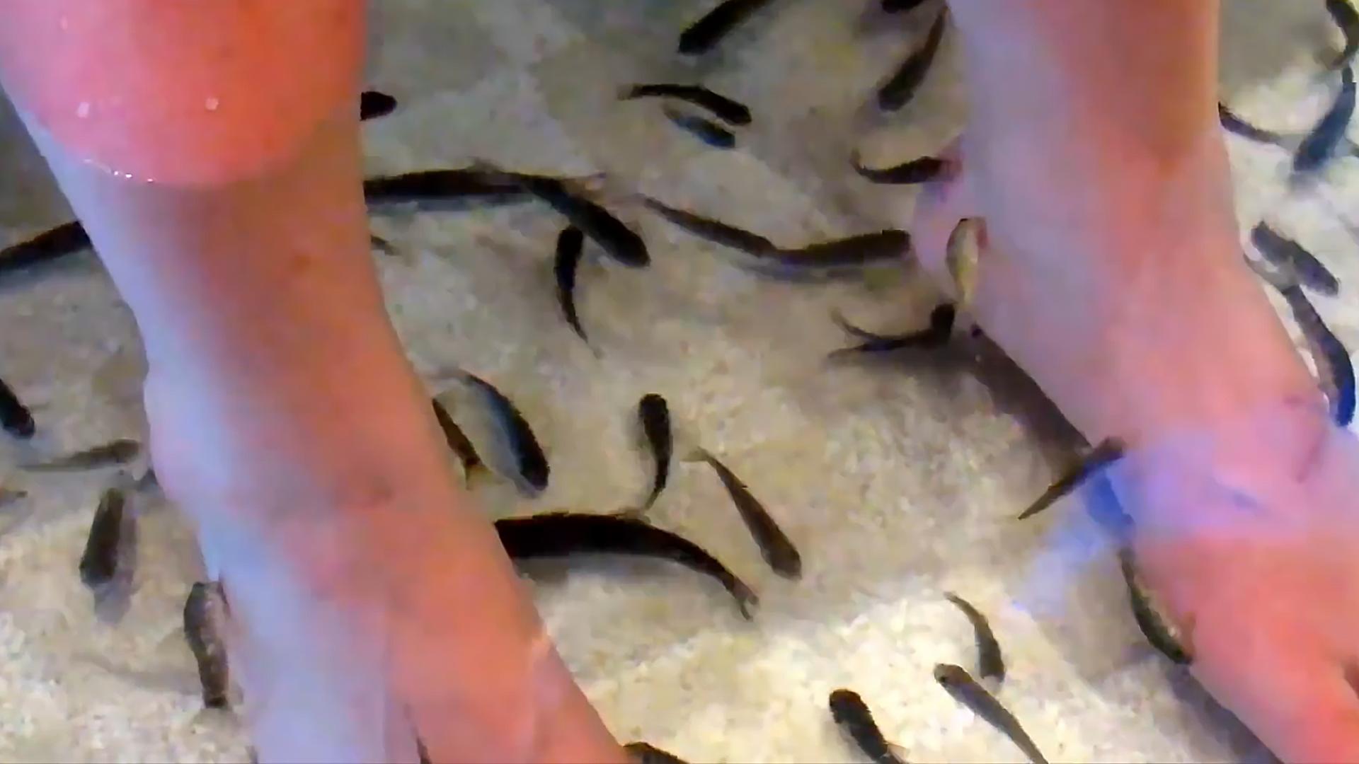 足疗小鱼真的吃死皮吗,足疗店的小鱼能吃吗