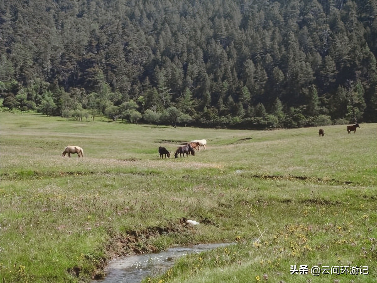 「一根风花雪月的鸡毛」（云南丨昆大丽香）