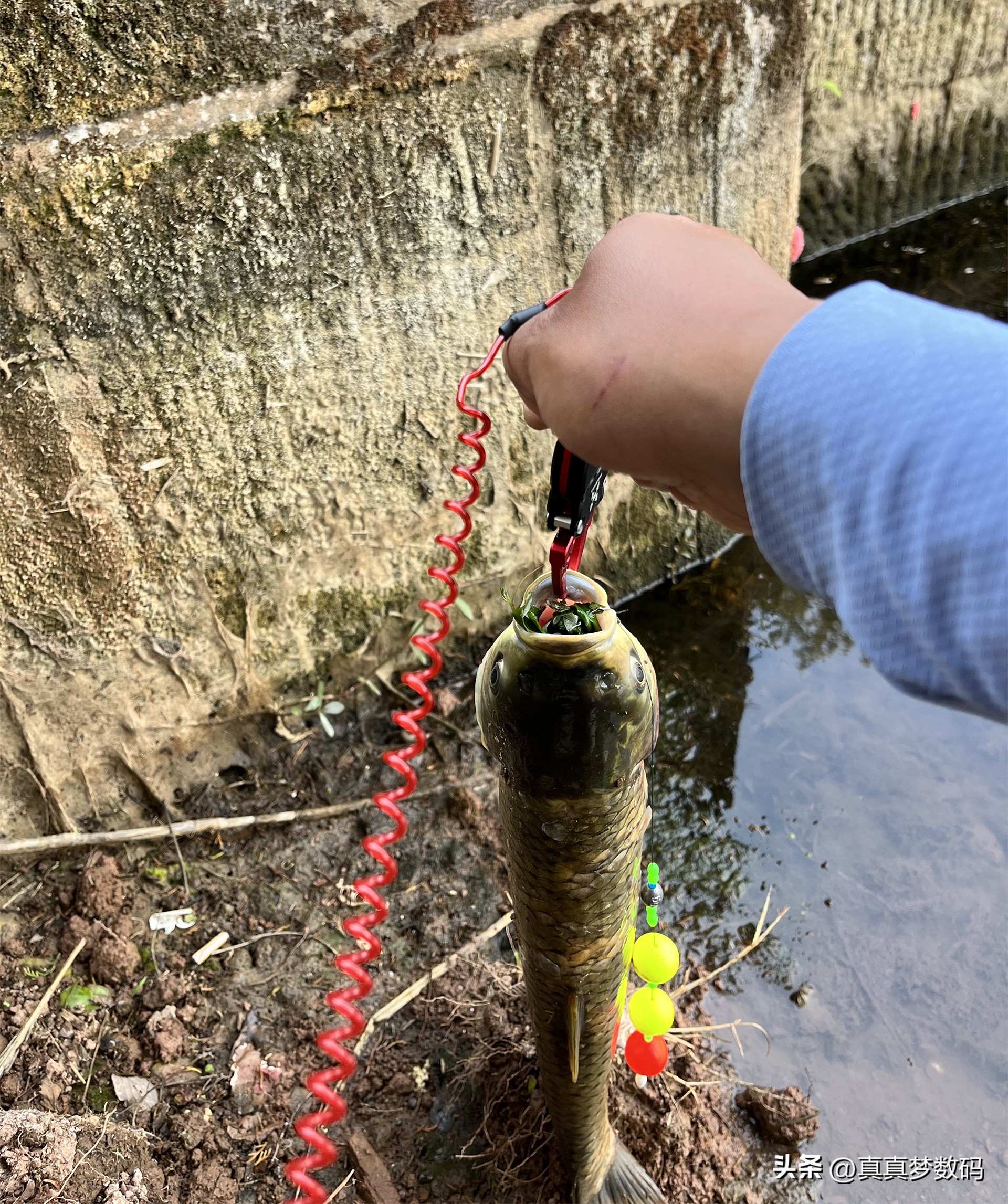 新手路亚要从微物练吗,路亚新手装备泛用竿