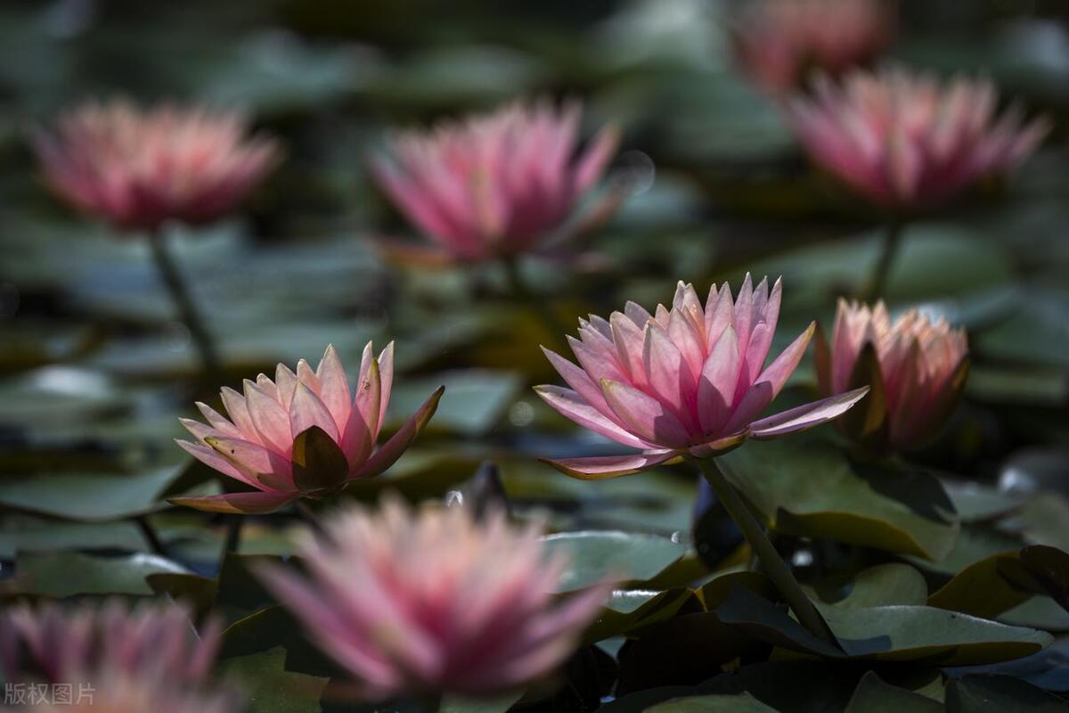 “水中女神花”，天天浇水也死不了，越浇花越旺