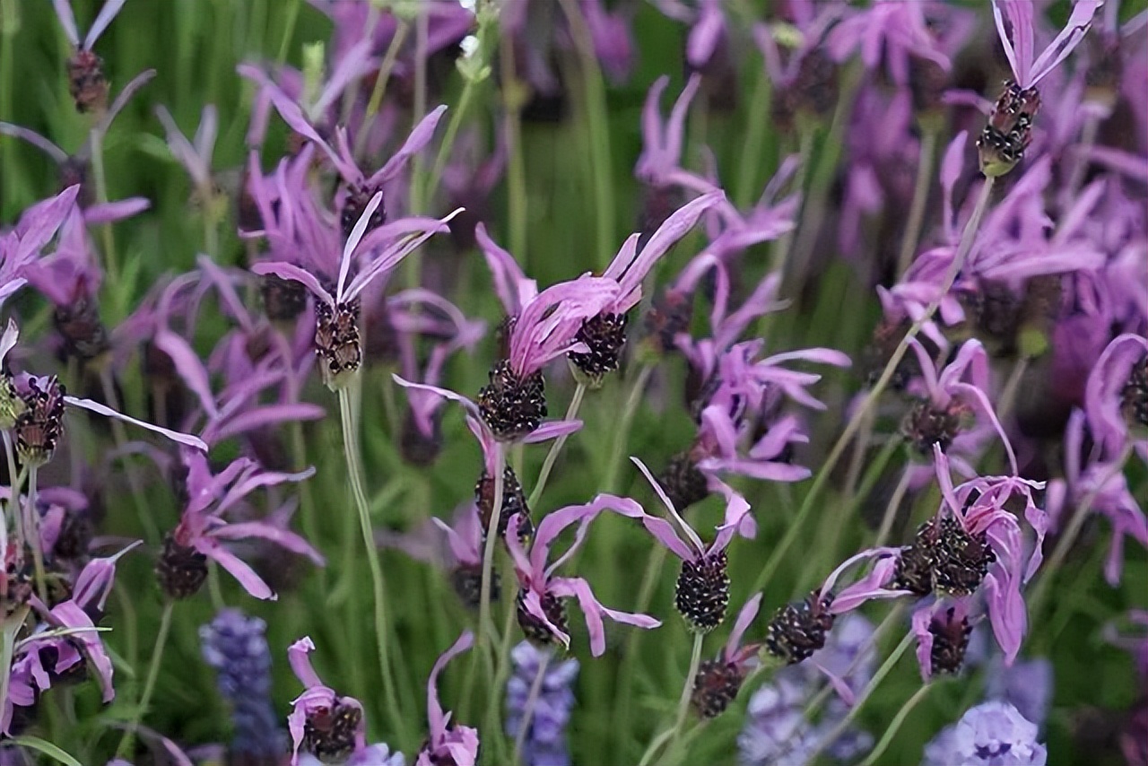 薰衣草，永不褪色的真爱，永不落幕的浪漫｜No.00162