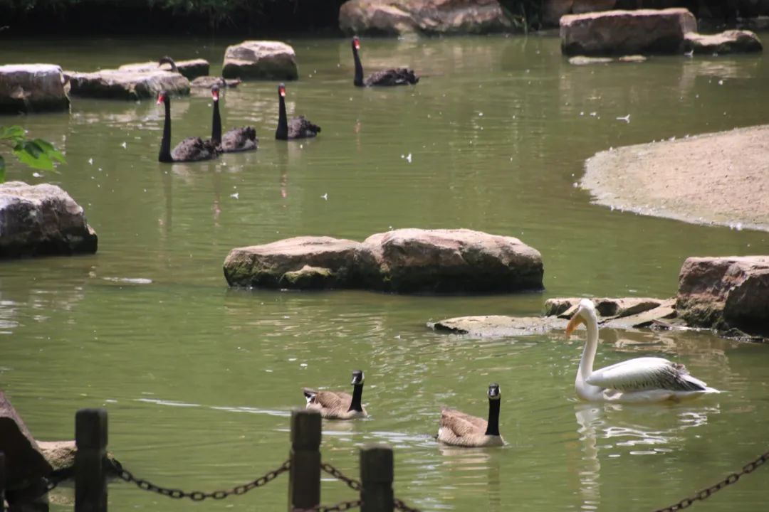 邢台动物园变大了没,淮安动物园开发时间