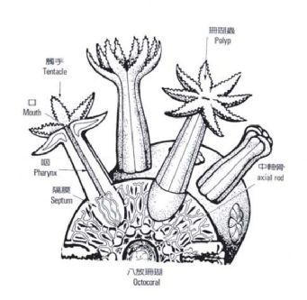 赵盼儿同款金钗,赵盼儿花魁发饰同款