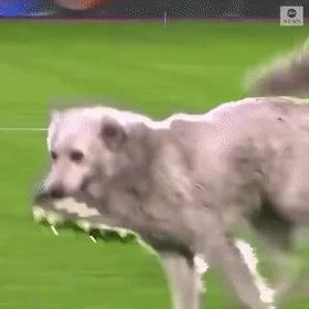 小狗进足球场扑球,狗子闯进足球场带球过人成功射门