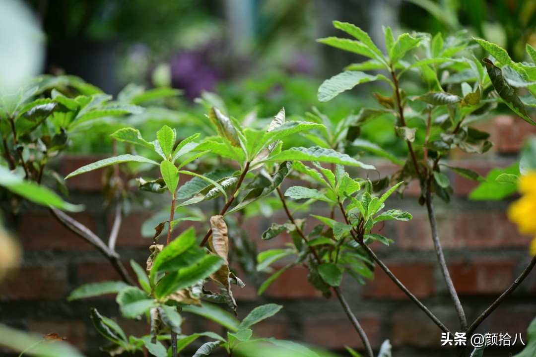 看到你的花园那么惨，我就安心了|园丁