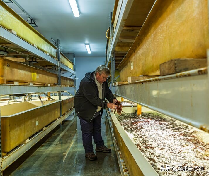 爱尔兰海藻有什么作用,爱尔兰海藻有什么好处