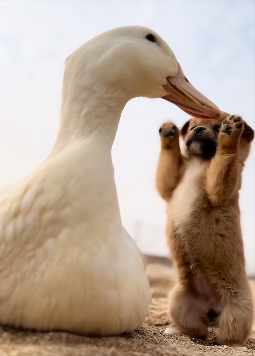 “狗界巅峰”：“把鸭当妈”骑鸭背上，全网最萌小狗吸粉550万