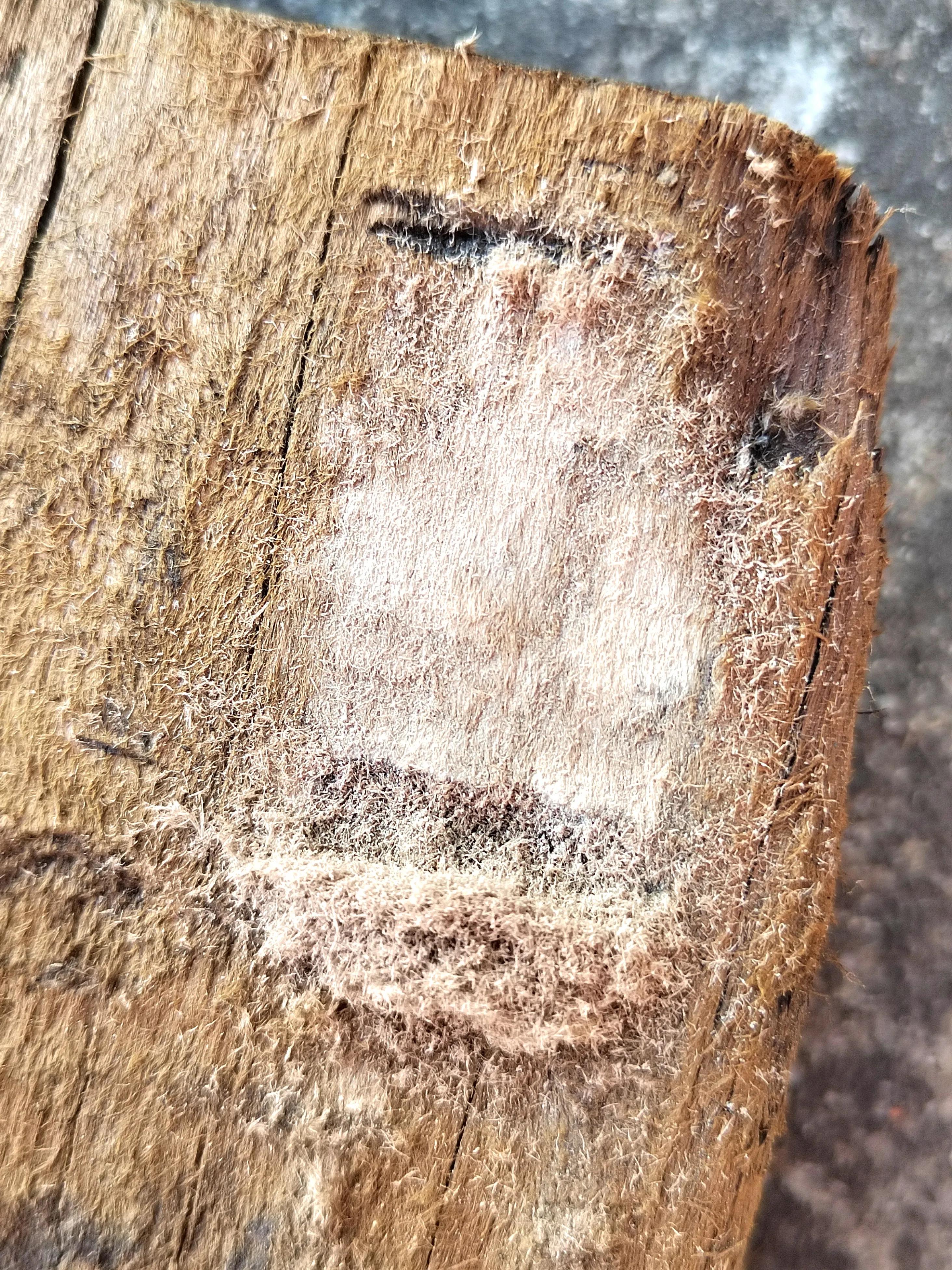 海南霸王岭白奇楠,海南白奇楠和紫奇楠