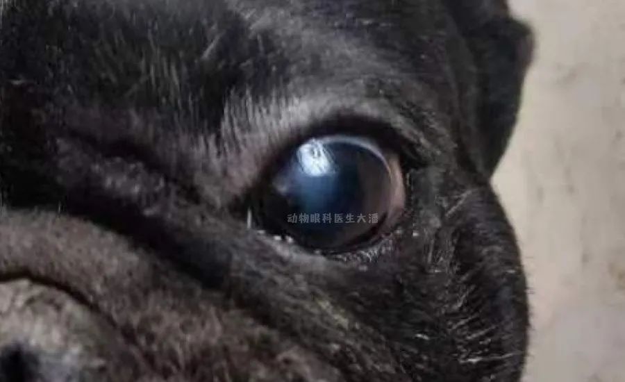 狗狗眼睛外伤充血水肿,狗狗眼睛增生喝药治疗