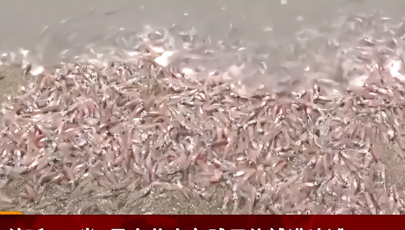 日本河水一夜突变荧光绿！政府警告：千万不要碰，是*污染核**反噬？